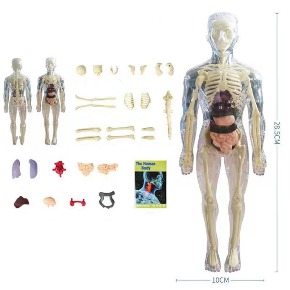SmartTorso - Menschen Anatomisches Modell