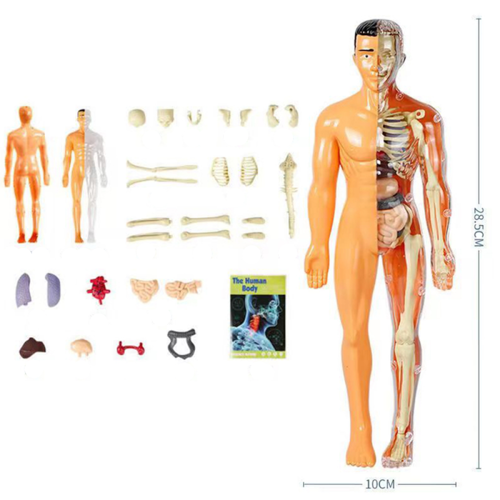 SmartTorso - Menschen Anatomisches Modell