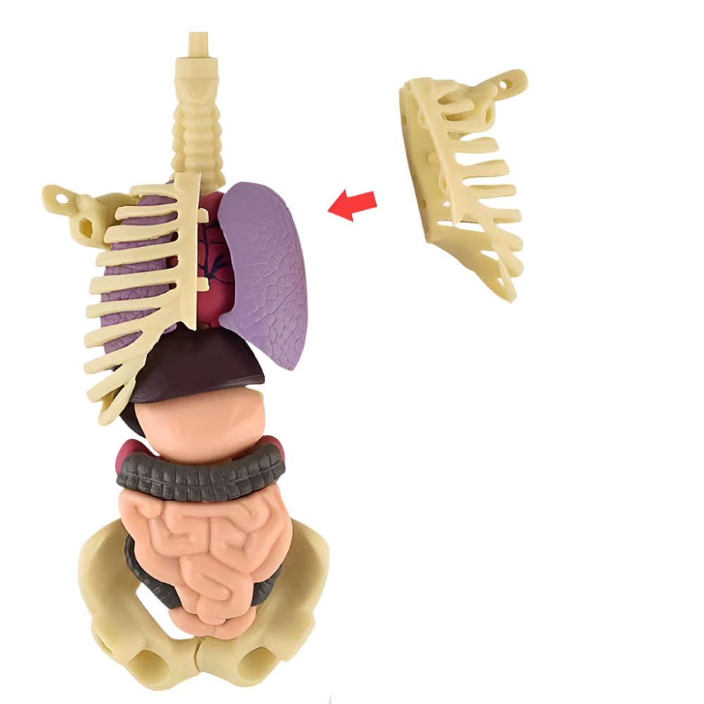 SmartTorso - Menschen Anatomisches Modell