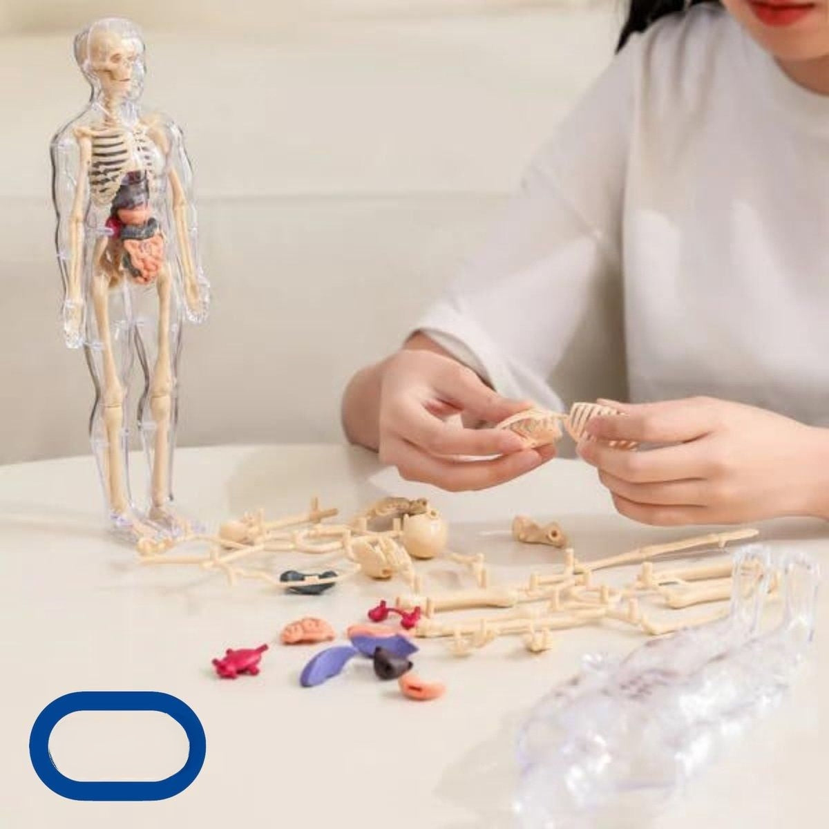 SmartTorso - Menschen Anatomisches Modell