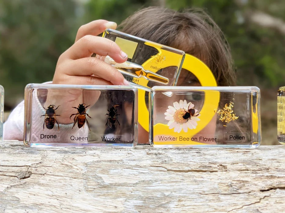 HiveCycle – Honigbienen-Lebenszyklus-Präparateset für Kinder ab 4 Jahren – Lehrt Biologie, Sequenzierung & Insektenkunde