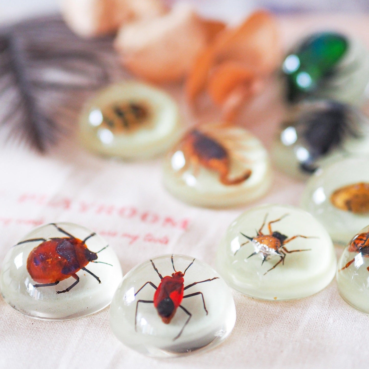 HiveCycle – Honigbienen-Lebenszyklus-Präparateset für Kinder ab 4 Jahren – Lehrt Biologie, Sequenzierung & Insektenkunde