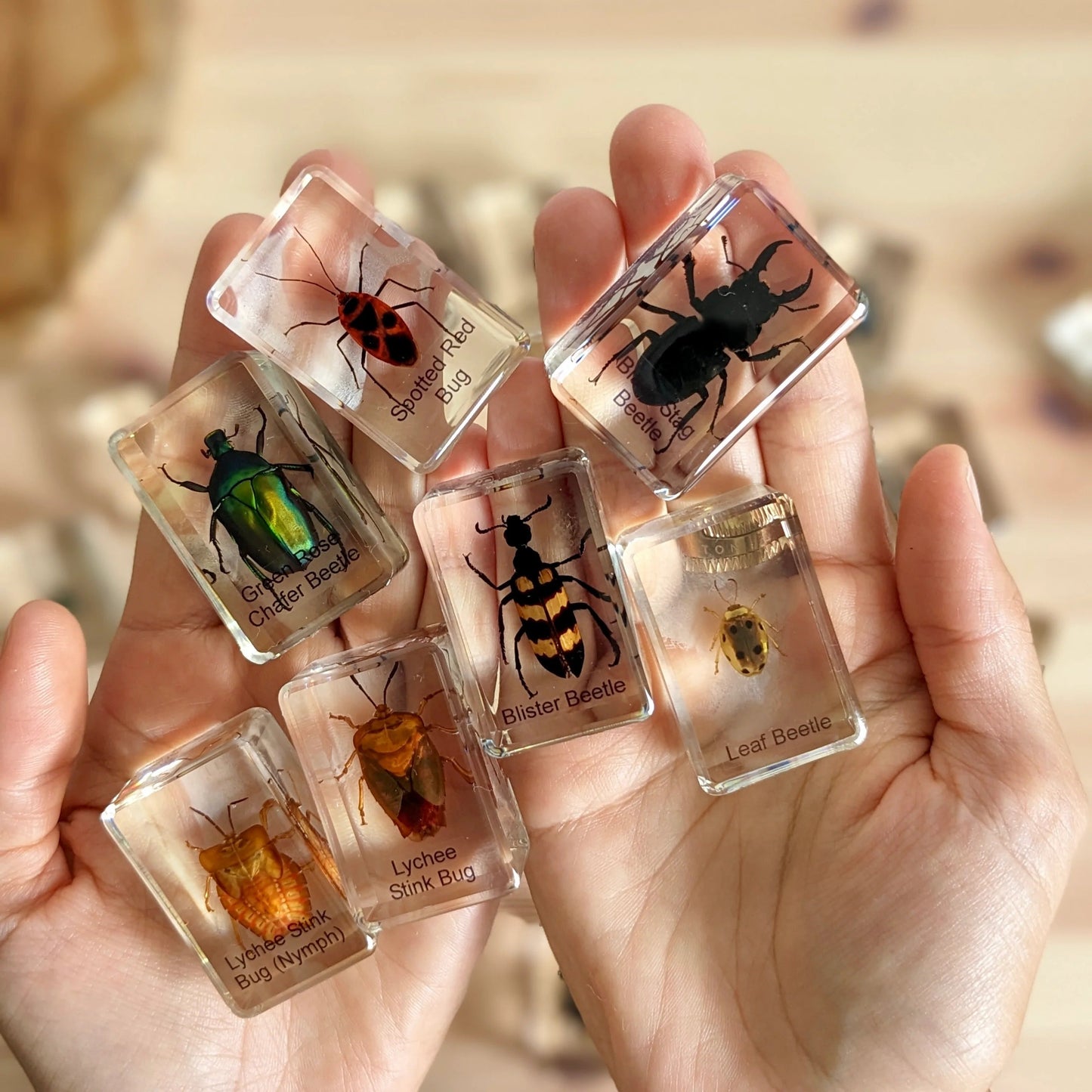 HiveCycle – Honigbienen-Lebenszyklus-Präparateset für Kinder ab 4 Jahren – Lehrt Biologie, Sequenzierung & Insektenkunde