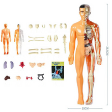 SmartTorso - Menschen Anatomisches Modell