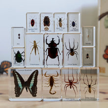 HiveCycle – Honigbienen-Lebenszyklus-Präparateset für Kinder ab 4 Jahren – Lehrt Biologie, Sequenzierung & Insektenkunde
