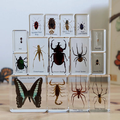 HiveCycle – Honigbienen-Lebenszyklus-Präparateset für Kinder ab 4 Jahren – Lehrt Biologie, Sequenzierung & Insektenkunde