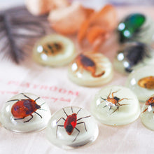 HiveCycle – Honigbienen-Lebenszyklus-Präparateset für Kinder ab 4 Jahren – Lehrt Biologie, Sequenzierung & Insektenkunde