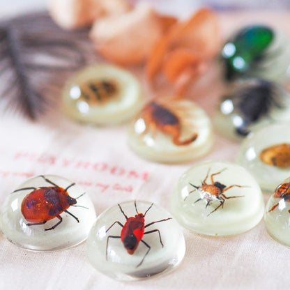 HiveCycle – Honigbienen-Lebenszyklus-Präparateset für Kinder ab 4 Jahren – Lehrt Biologie, Sequenzierung & Insektenkunde